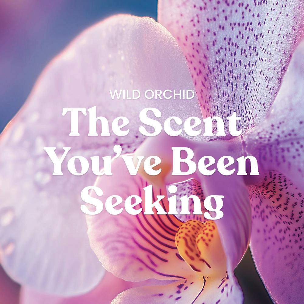 Wild Orchid